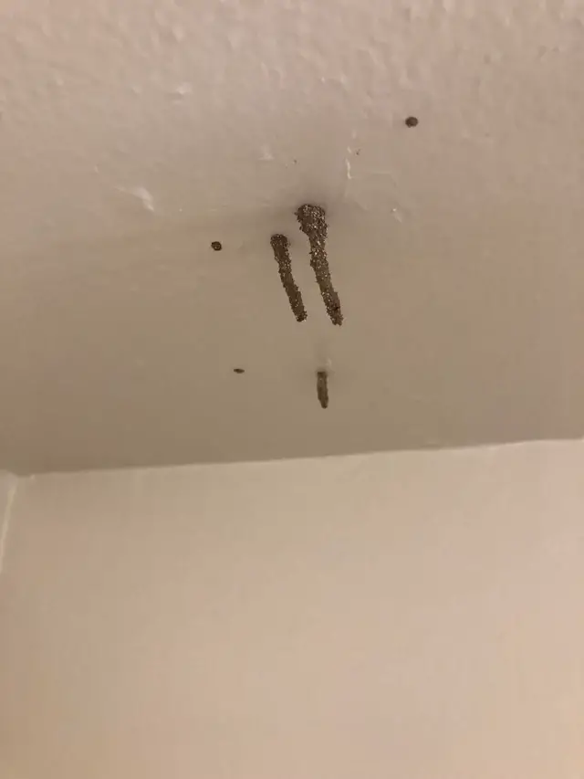 Termite mass growing from ceiling