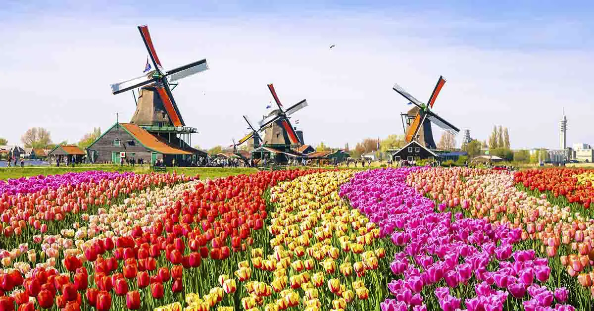 3 windmills and a field of Tulips. Netherlands concept