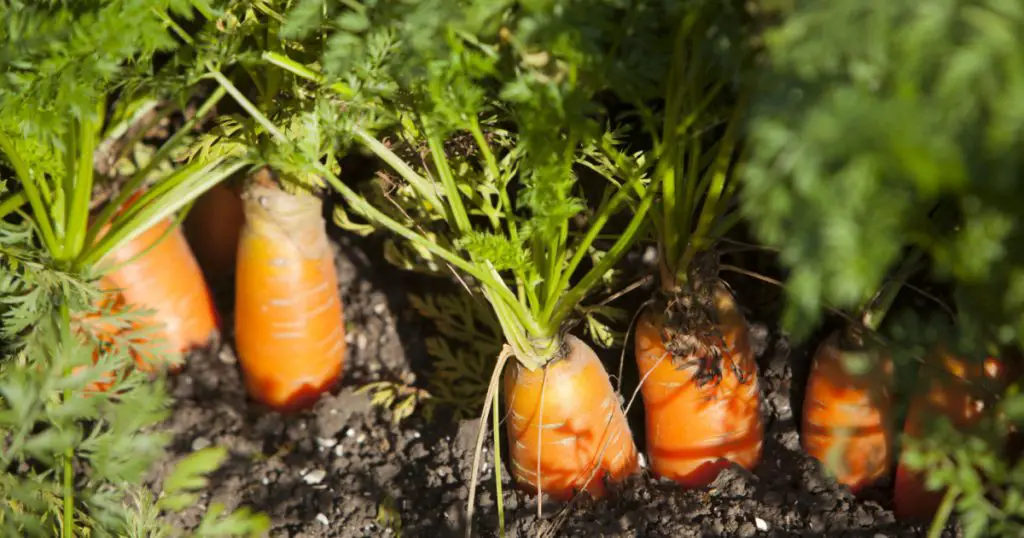 closeup of carrots in soil of dutch field in the netherlands
