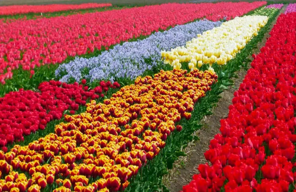 The Bloemen Route, or Flower Route, spans twenty-five miles through the tulip fields of the Netherlands