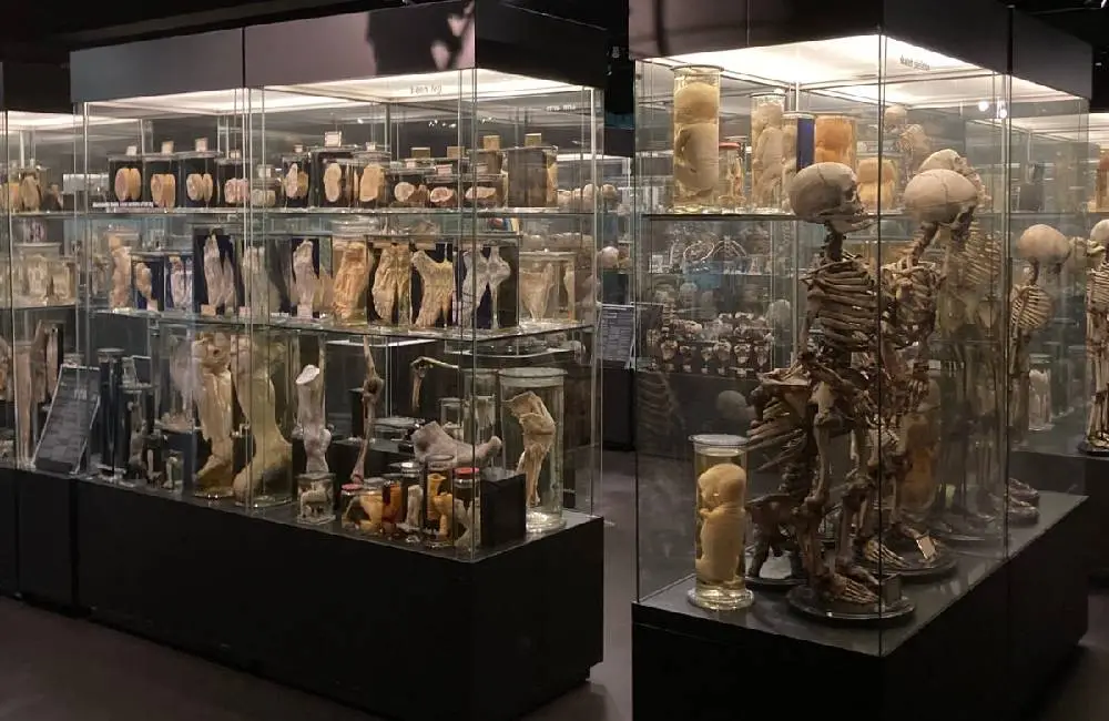 Museum Vrolik provides a distinctive and immersive experience, making it a noteworthy addition to the diverse cultural offerings of Amsterdam.