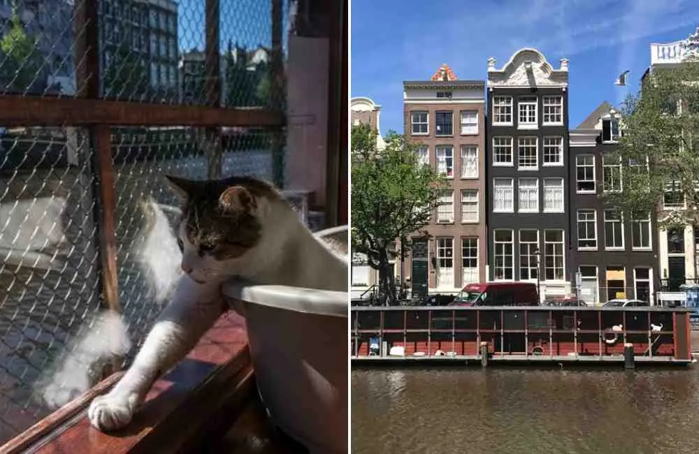 The Cat Boat (De Poezenboot) in Amsterdam is a floating cat sanctuary where felines live their best lives.