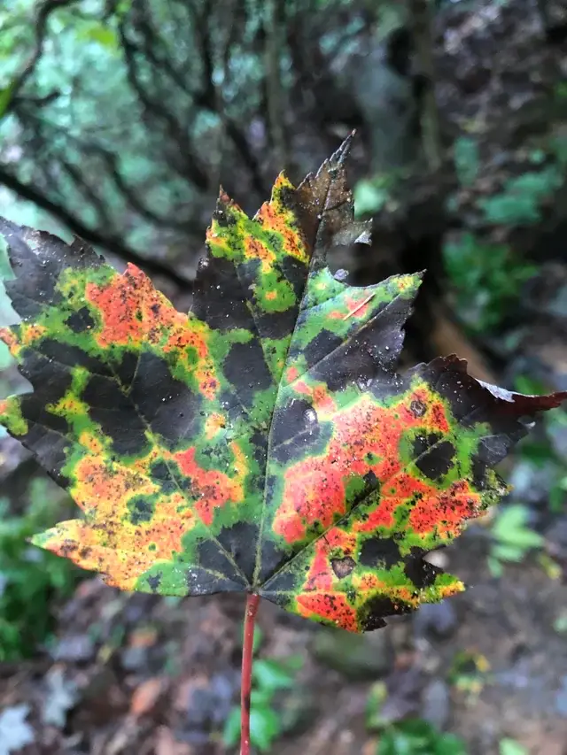 A weather radar in a leaf