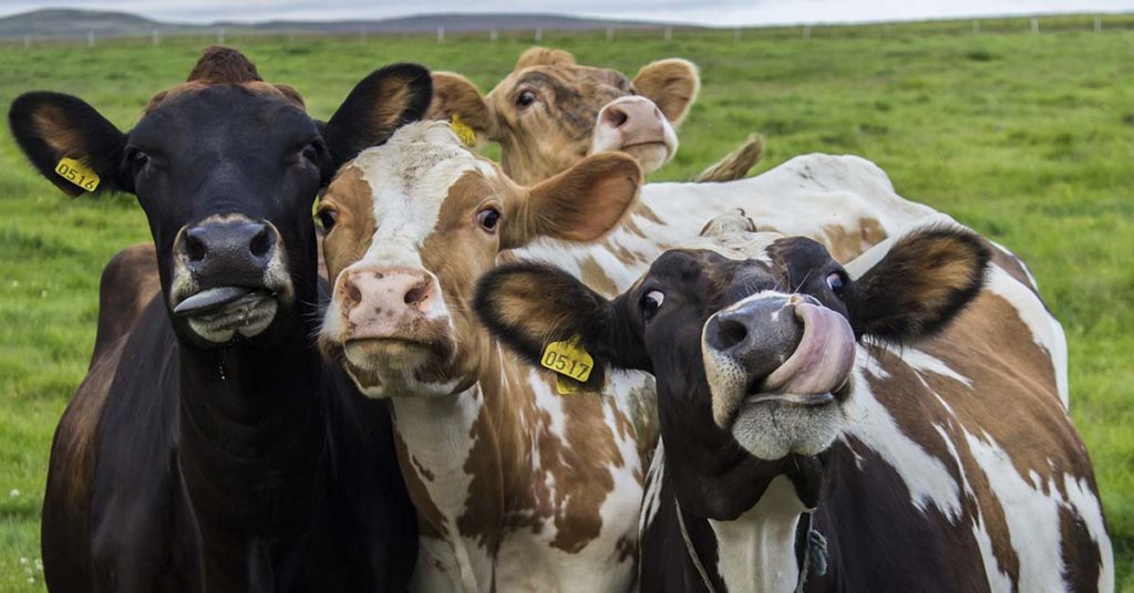 Take a Seat, This Viral Cow Math Puzzle Will Take Your Brain for a Ride - Featured image