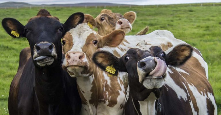 Take a Seat, This Viral Cow Math Puzzle Will Take Your Brain for a Ride - Featured image