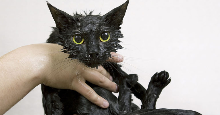 Woman Pours Water on Neighbor’s Son To Get Revenge for What He Did to Her Cat - Featured image