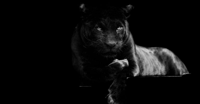 Are You a Leader or a Listener? Take This Optical Illusion ‘Test’ and Find Out - Featured image