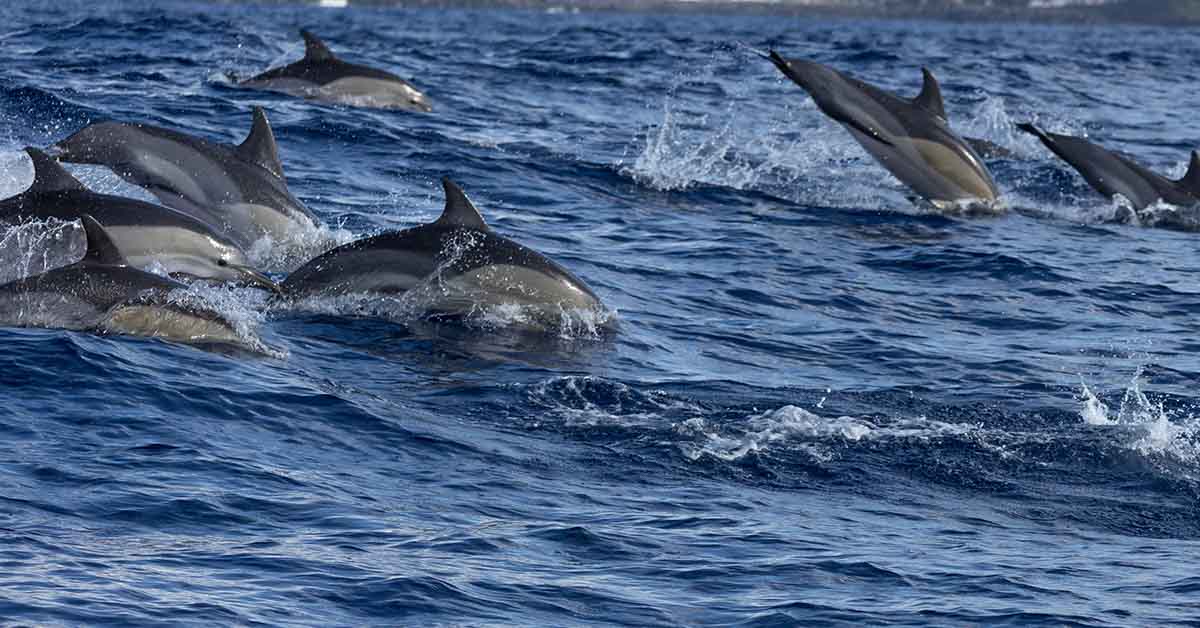 group of Dolphins swimming in the ocean