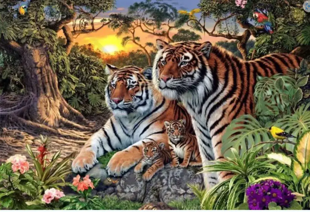 Family of tigers in a jungle with greenery and a setting sun.