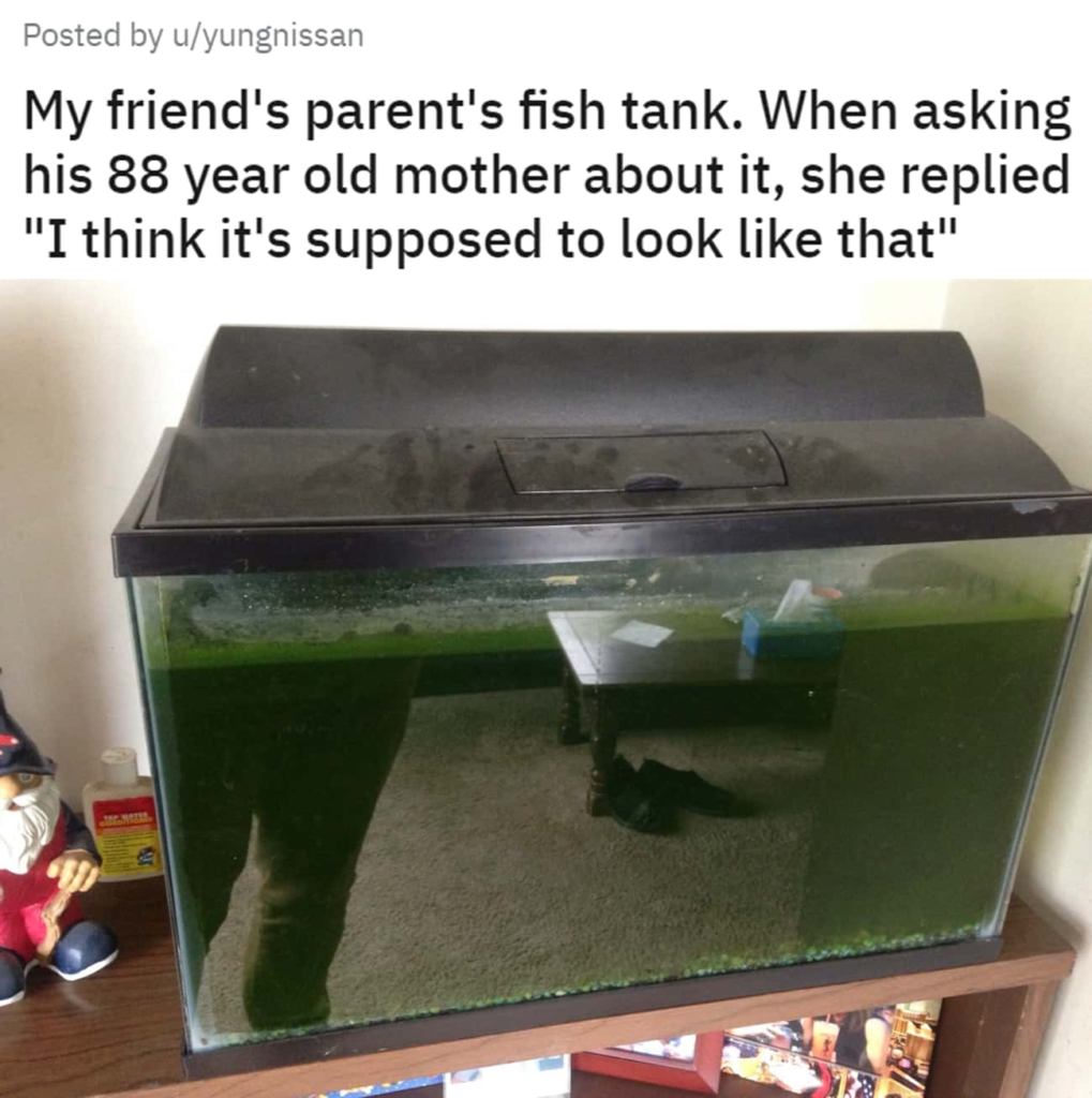 Strange objects 10: a very poorly maintained aquarium