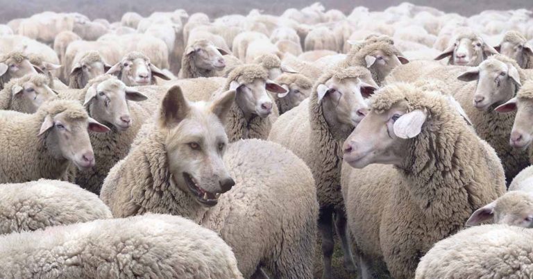 Only For Smart People: Find The Wolf Hidden in the Flock of Sheep - Featured image