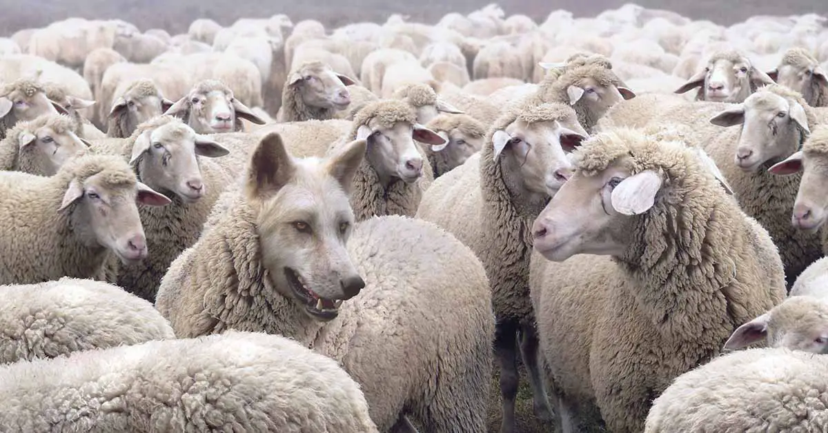 wolf amongst a flok of sheep