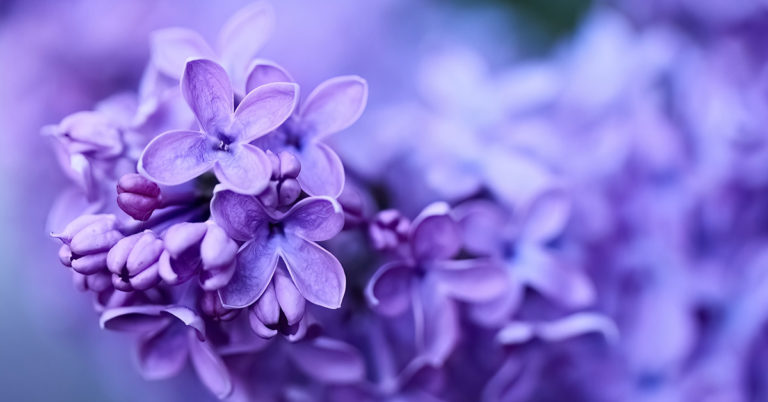 Your Birth Month’s Color and Meaning, Explained - Featured image