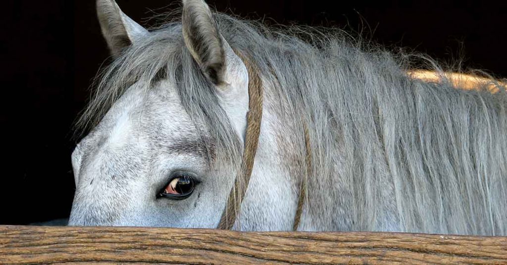 Optical Illusion: Can You Find The Hidden Horse in 8 Seconds? - Featured image