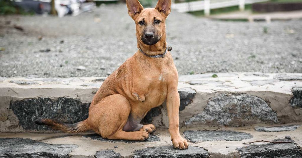 Sanctuary Owner Builds ‘Dog Train’ To Take Disabled Dogs On The Walks They Deserve - Featured image