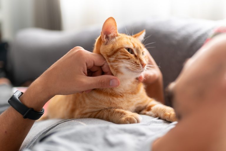 40 Reasons Why Cats Are Truly Irreplaceable Companions - Featured image
