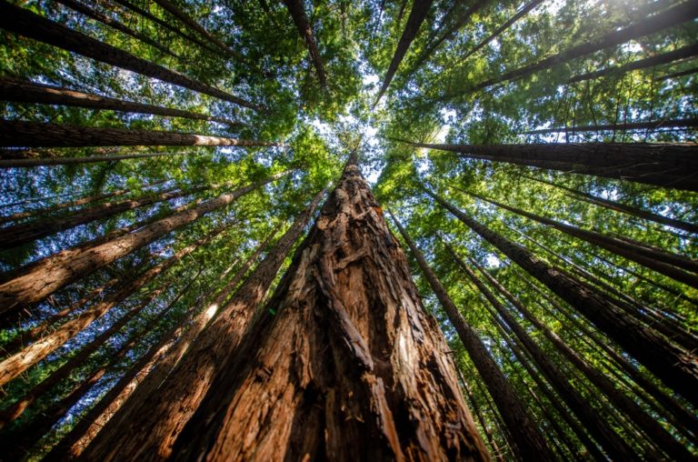 Ancient Forest Discovery in England Uncovers Earth’s First Trees - Featured image