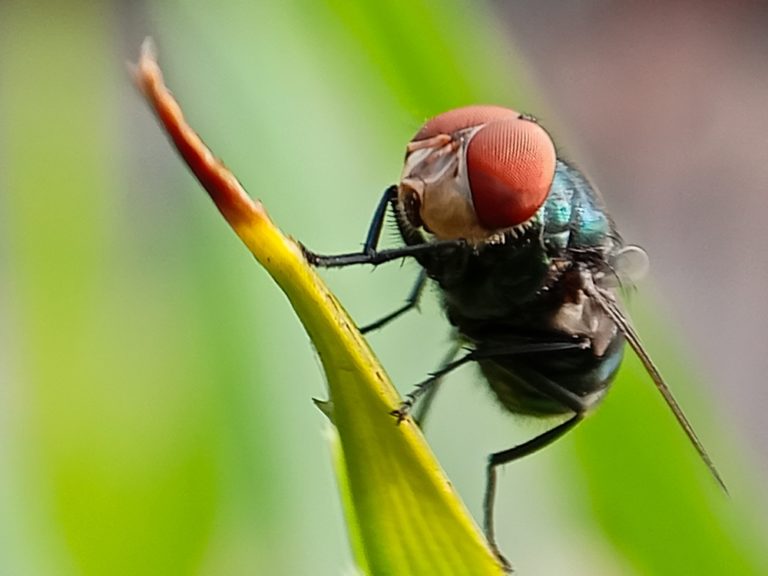 140-Million-Year-Old Gene Brought Back to Life in Mutant Fruit Flies - Featured image