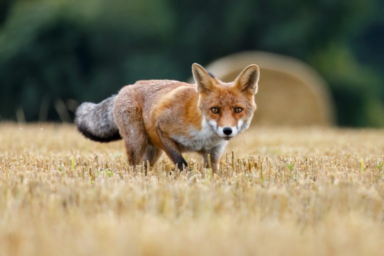 The U.S. States Home to the Most Foxes - Featured image