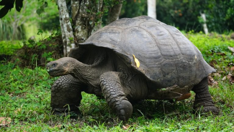 Slow and Steady in Tokyo: Man Takes His Giant Tortoise on a Walk - Featured image