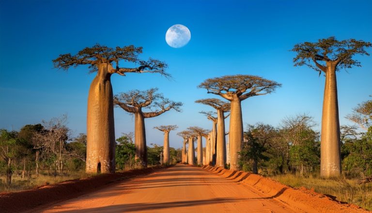 Photographer Devotes 14 Years to Capturing Earth’s Oldest Trees - Featured image