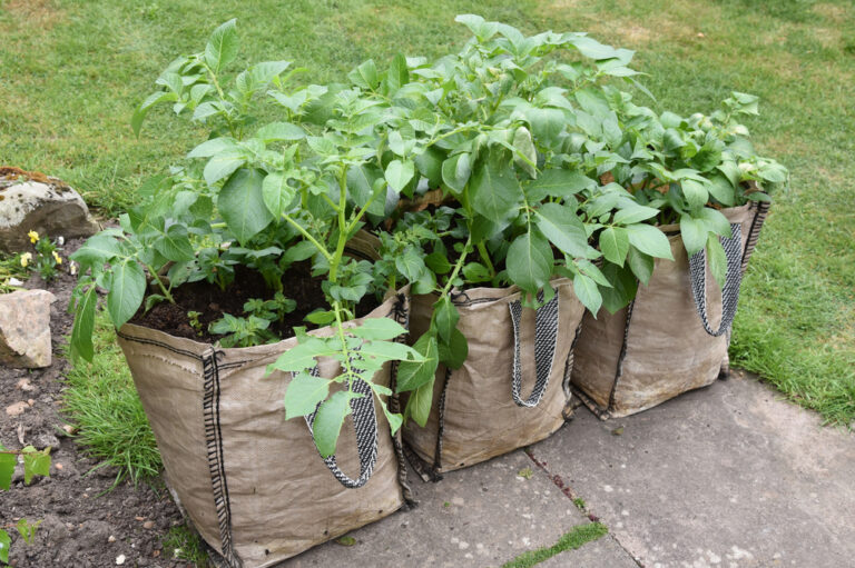 Grow More Potatoes With These 15 Pro Tips - Featured image