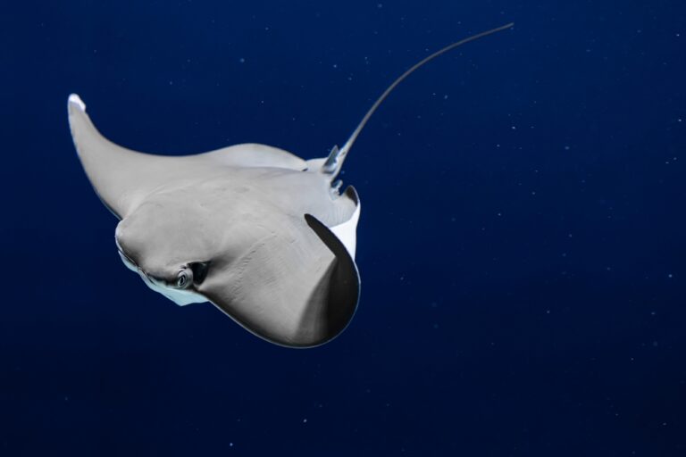 A Little Boy and a Giant Stingray Share a Daily Bond That’s Captivated Millions - Featured image