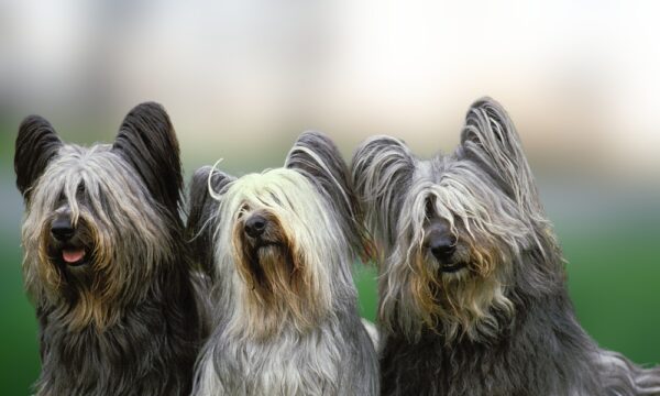 image of 3 cute dogs