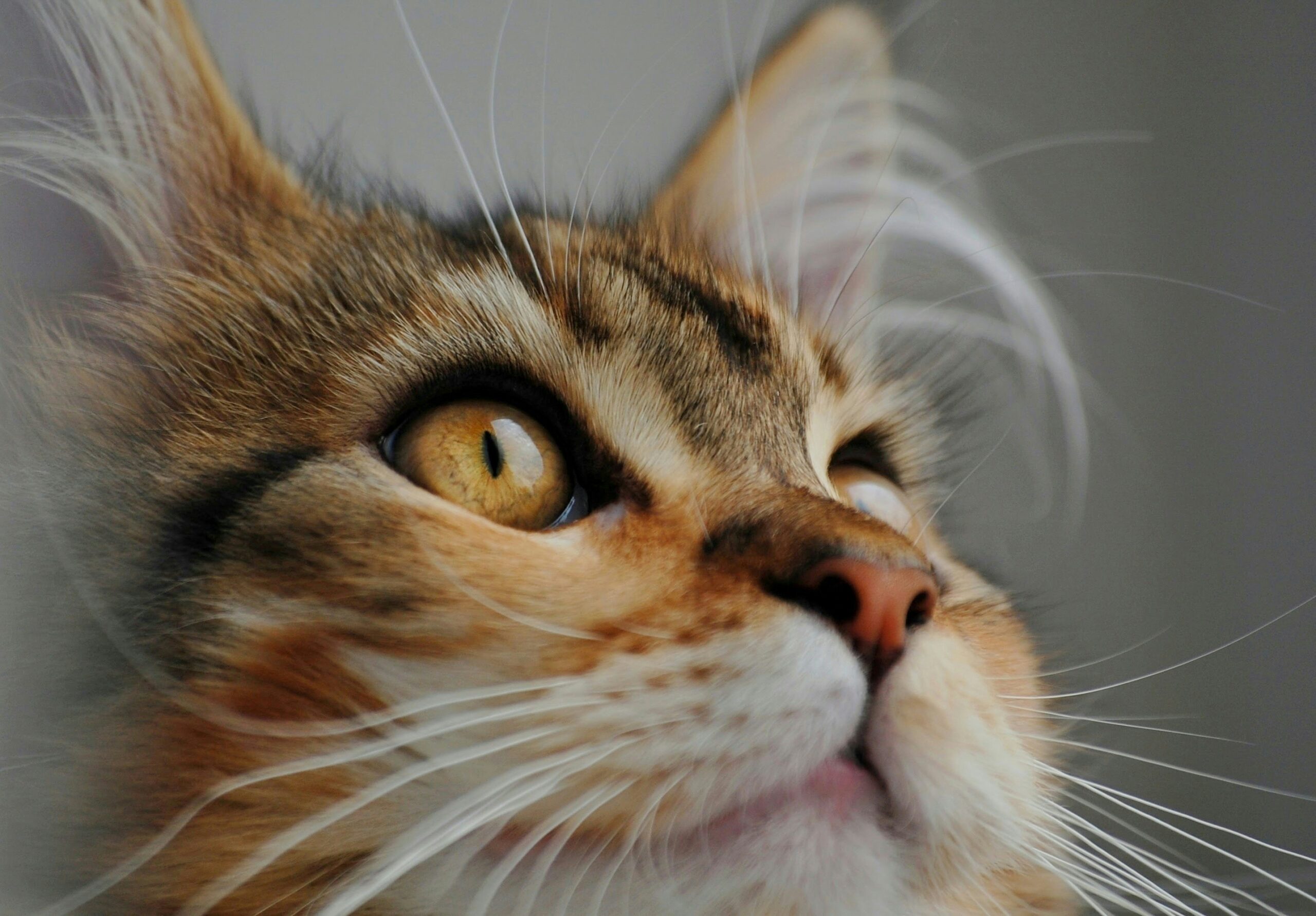 Why Cats Are Perfect: The Evolutionary Secrets Behind Their Mysterious ...