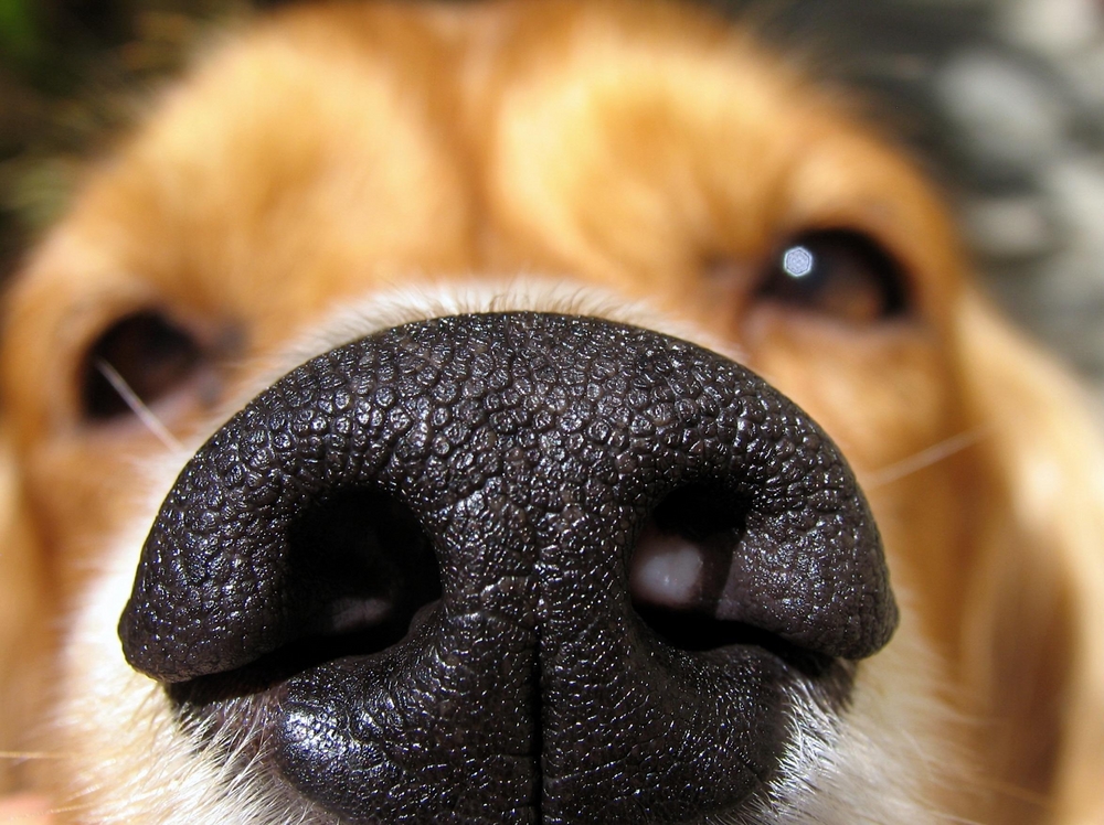 My dog, Chance, sniffing the camera with his perfect cold, wet, big, black nose and eye sparkle.