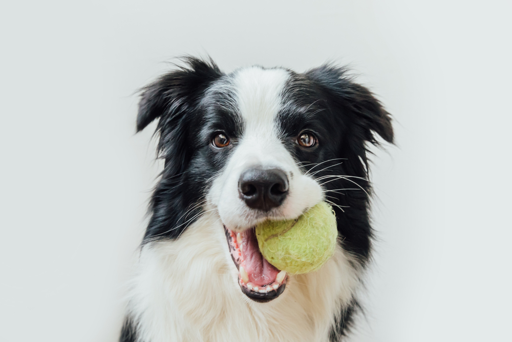 Funny portrait of cute puppy dog border collie holding toy ball in mouth isolated on white background. Purebred pet dog with tennis ball wants to playing with owner. Pet activity and animals concept
