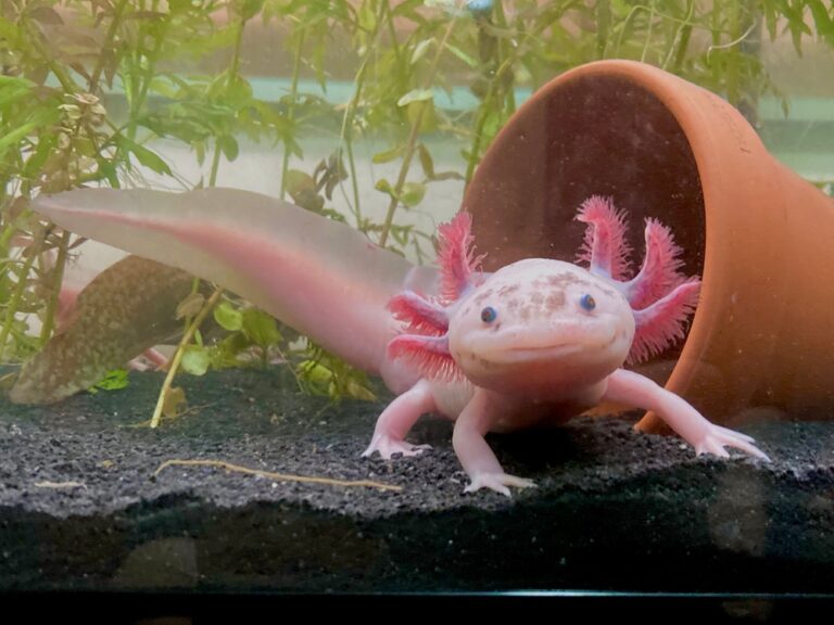 What Makes the Axolotl So Unique and How It Regrows Limbs Naturally - Featured image