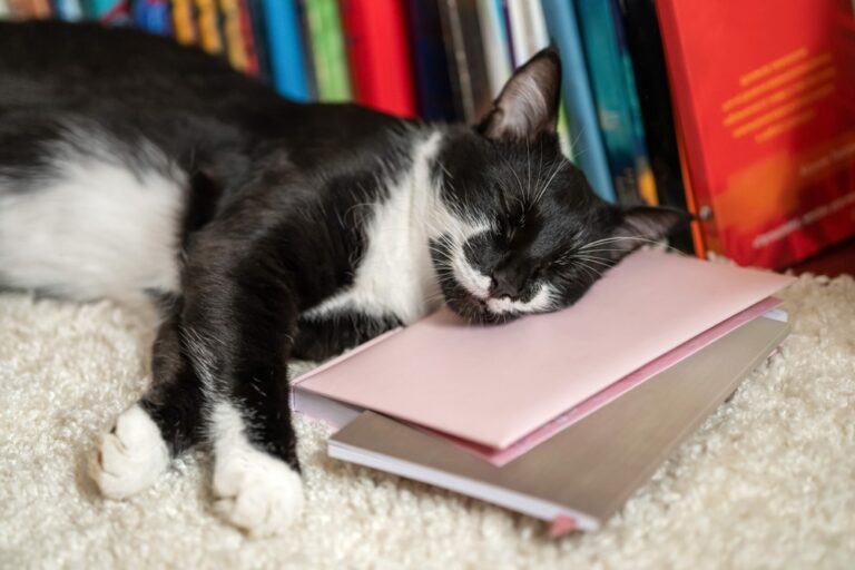 In This Cozy Canadian Bookstore, Kittens Wander Freely Waiting to Be Adopted - Featured image