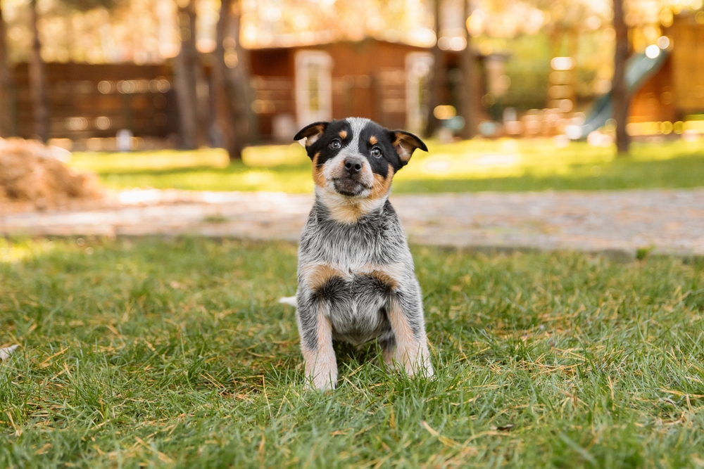 Australian cattle dog puppy outdoor. Blue heeler dog breed. Puppies on the backyard. Dog litter. Dog kennel