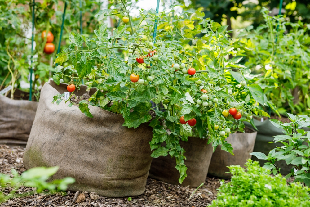 tomatoes growing in a bag