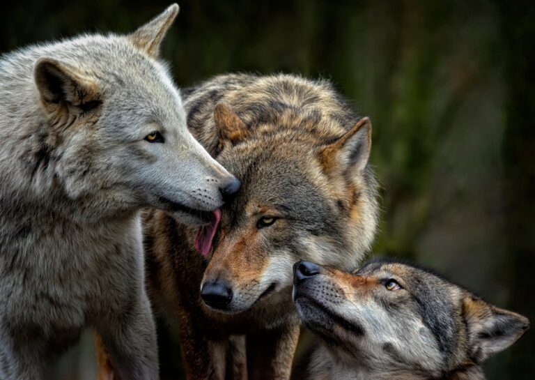 The Extraordinary Island Where Wolves Roam Freely, And You Can Visit It - Featured image