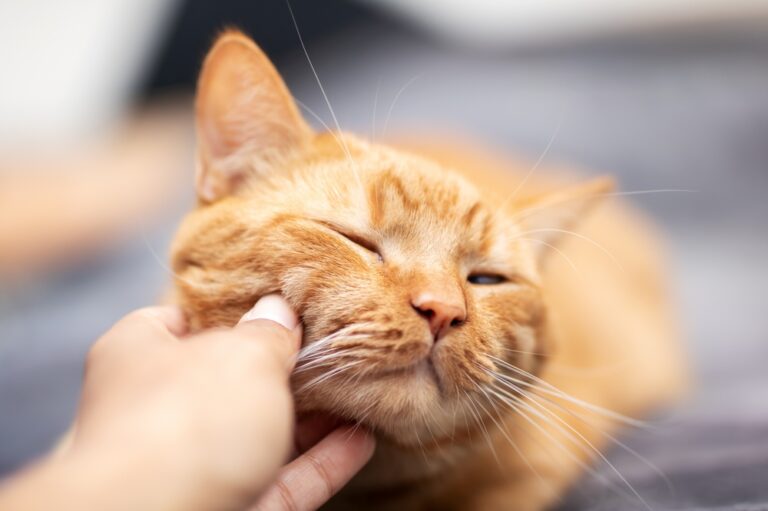 AI Technology May Finally Decode What Your Cat Has Been Trying to Tell You - Featured image