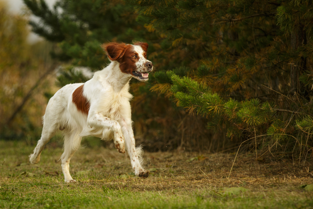 dog running in field