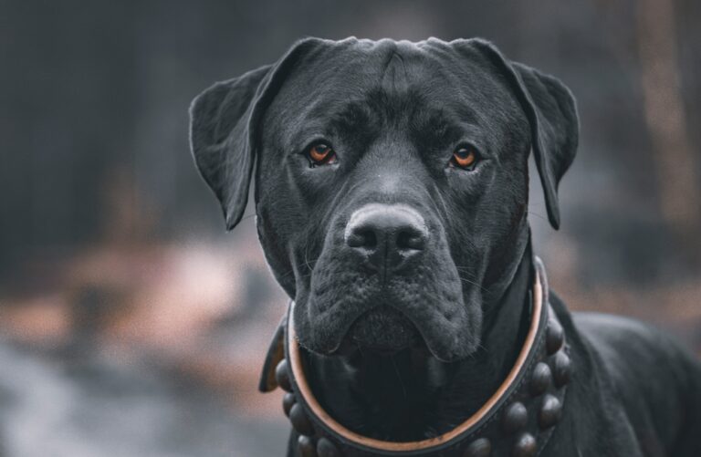 These 9 Dogs Are Illegal to Own in Some American States - Featured image