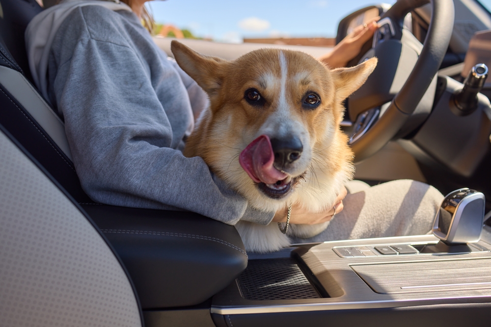 Adorable corgi sits on owners lap in car, creating a friendly journey full of companionship and comfort