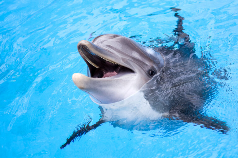Mexico Bans Marine Animal Shows for Good - Featured image