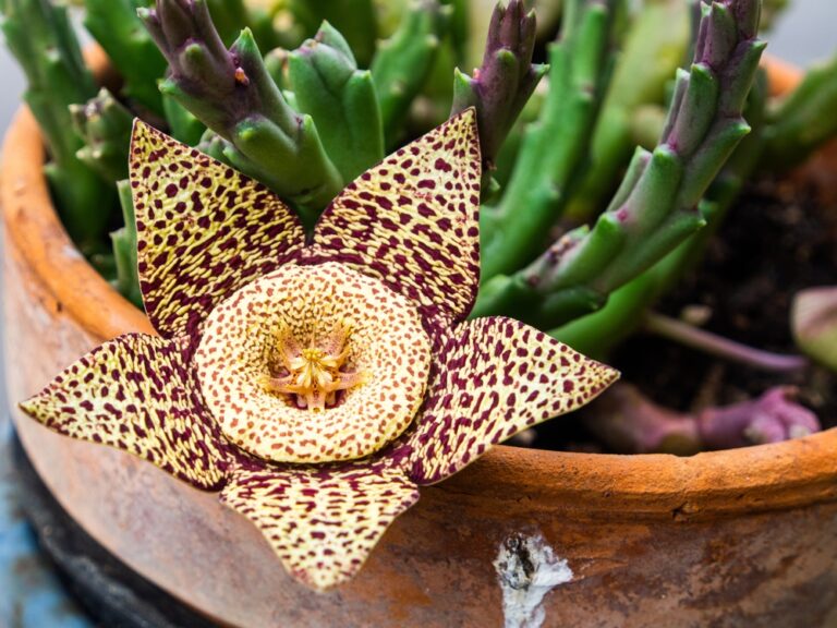 7 Rare Houseplants That Are Nearly Impossible to Track Down - Featured image